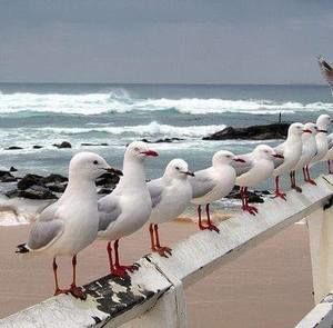 Meet your Posher, Willow